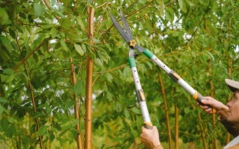 Tree trimming in Ackworth, IA